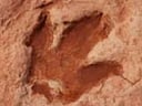 Ten Tech Skills Heading the Way of the Dinosaur – 2013 Edition