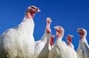 Microsoft Serves Up a Turkey for Thanksgiving